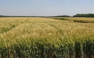 Гардемарин