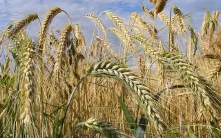 Aurata / Аурата