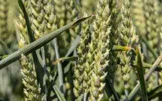 Durofinus / Дурофінус