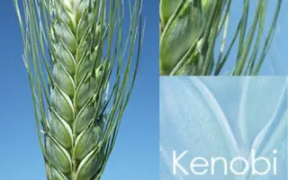 KENOBI / КЕНОБІ