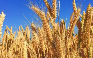 Colliodur / Колліодур