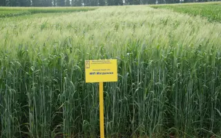 МІП Магдалена