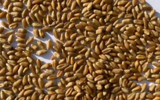 Tamadur / Тамадур