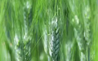 Tessadur / Тессадур