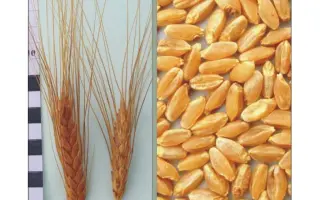 Харківська 39