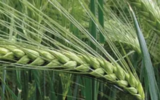 Гордість Пальміри