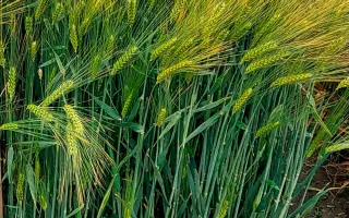 Arenia / Аренія