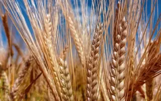 ARCANDA / АРКАНДА