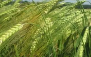 Атлант Миронівський