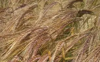 Bordeaux / Бордо