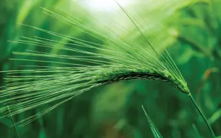 Galation / Галатіон