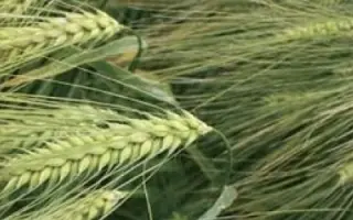 Gerlach / Герлах