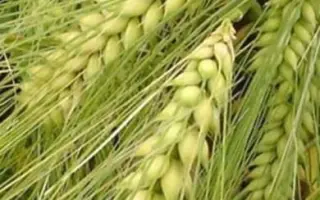 Дев'ятий вал