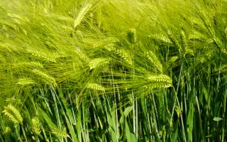 Esprit / Еспріт