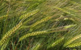 SU Midnight / ЗУ Міднайт