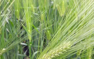 Isocel / Ізоцель