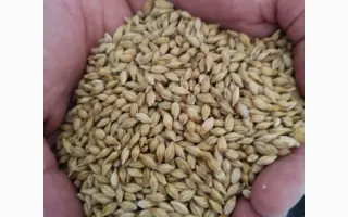 Casanova / Казанова