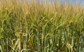 KAYLIN / КАЙЛІН