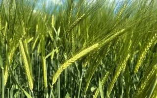 California / Каліфорнія