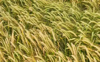 KWS Donau / КВС Дунай