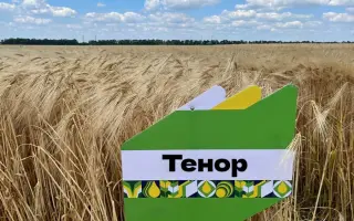 KWS Tenor / КВС Тенор