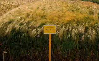 KWS Flemming / КВС Флеммінг