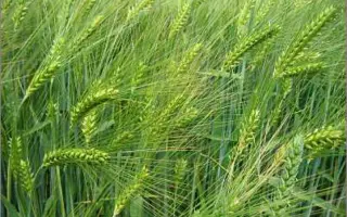 LAURIN / ЛАУРІН