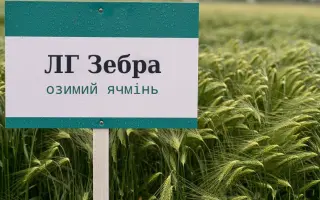 LG Zebra / ЛГ Зебра