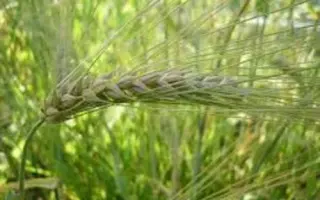 Lester / Лестер