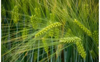 Lucienne / Люсьєн