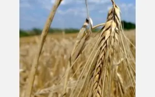 Maybrit / Майбріт