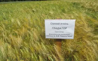 МІП Гладіатор