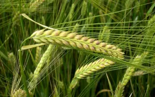 Паладін Миронівський