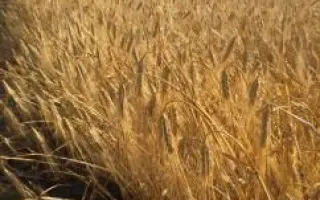 Селена стар