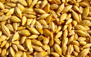 Снігова королева