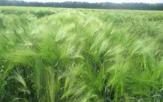 Тутанхамон