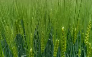 Finola / Фінола