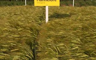 Hannelore / Ханнелоре