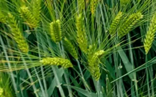 Belissa / Белісса