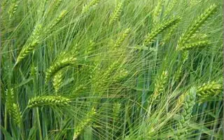 Миронівський 87