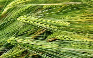 Одеський 170