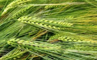 Scarpia / Скарпія