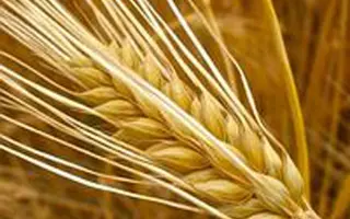 HOBBIT / ХОББІТ