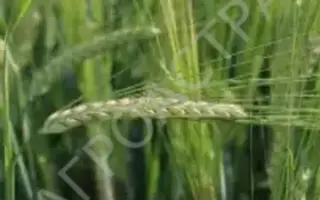 Avalon / Авалон