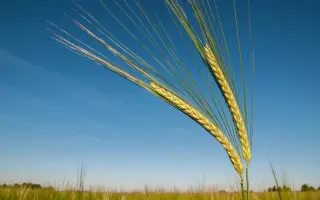 Accordine / Акордіне