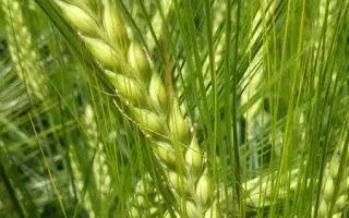 AMIDALA / АМІДАЛА