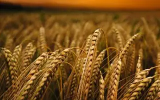 Гарант Преміум