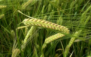 Губернаторський