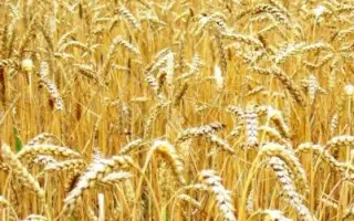 Донецький 12