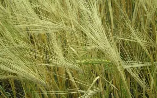 Донецький 15